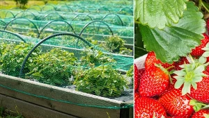 Uprawa truskawek to sama przyjemność. Dzięki naszym poradom już niedługo będziesz cieszył się słodkim smakiem ulubionych owoców!