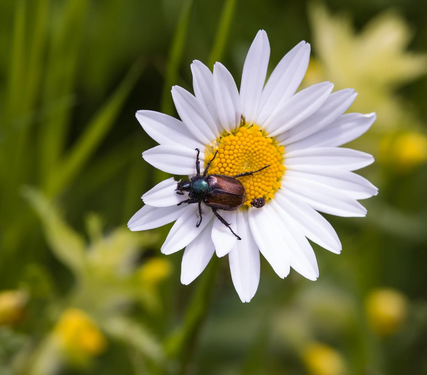 Ogrodnicę niszczylistkę można spotkać w ogrodzie pod różnymi postaciami