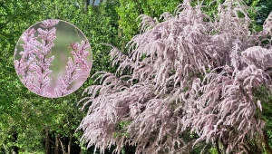 Tamaryszek francuski - uprawa, pielęgnacja, wymagania