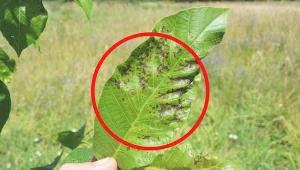 Hodowla orzecha włoskiego jest dość łatwa, natomiast trzeba wiedzieć, że jest podatny na choroby.