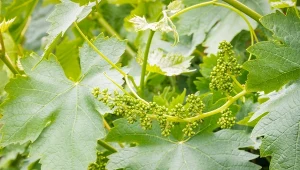 Jakie choroby najczęściej atakują winorośl?