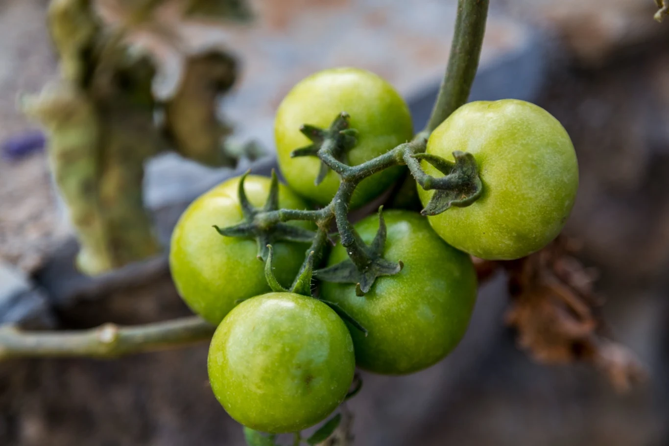 Na porażonych krzakach można zaobserwować zielone pomidory, które nie są w stanie dojrzeć