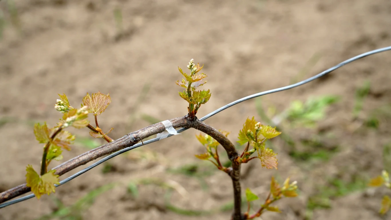 Najlepszą profilaktyką jest prawidłowa pielęgnacja winorośli