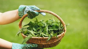 Pokrzywa uznawana jest z pospolity chwast. Można z niej przygotować naturalne preparaty wzmacniające inne rośliny w ogrodzie