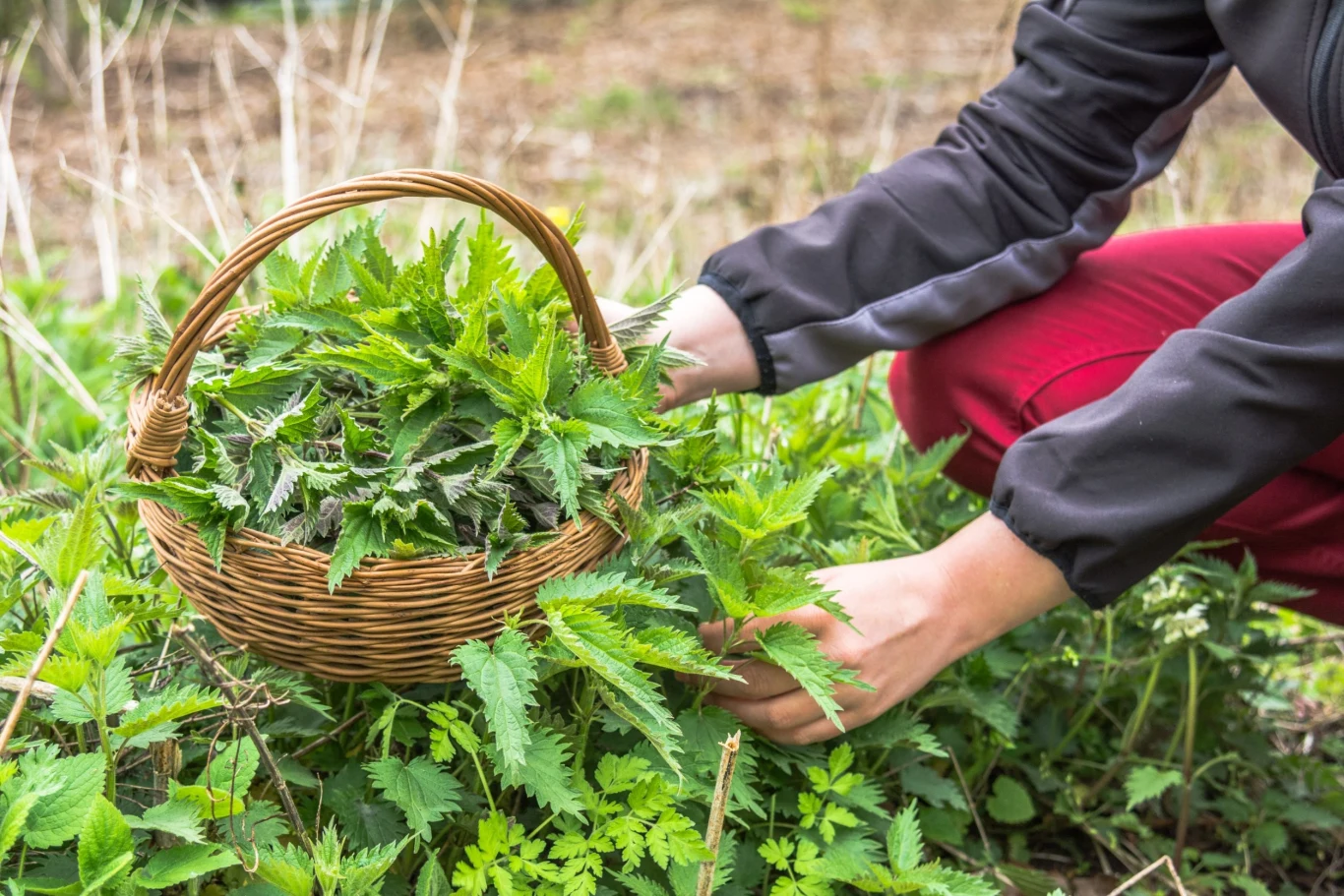 Pokrzywę zbiera się, zanim roślina zakwitnie