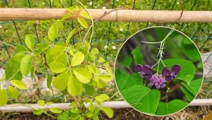 Akebia pięciolistkowa to wspaniały wybór do urozmaicenia aranżacji wokół domu. Sięgnij po nią i stwórz egzotyczną kompozycję, która zachwyci każdego!