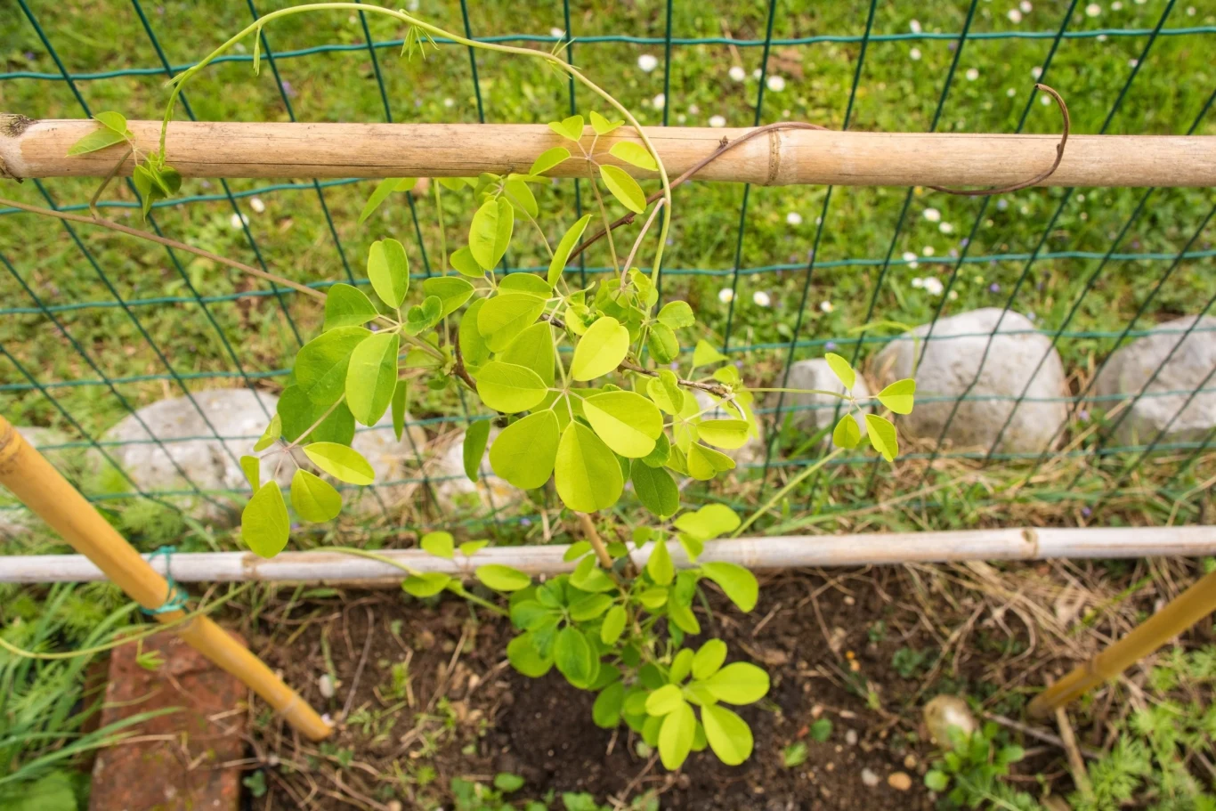 Akebia iest odporna na choroby i szkodniki