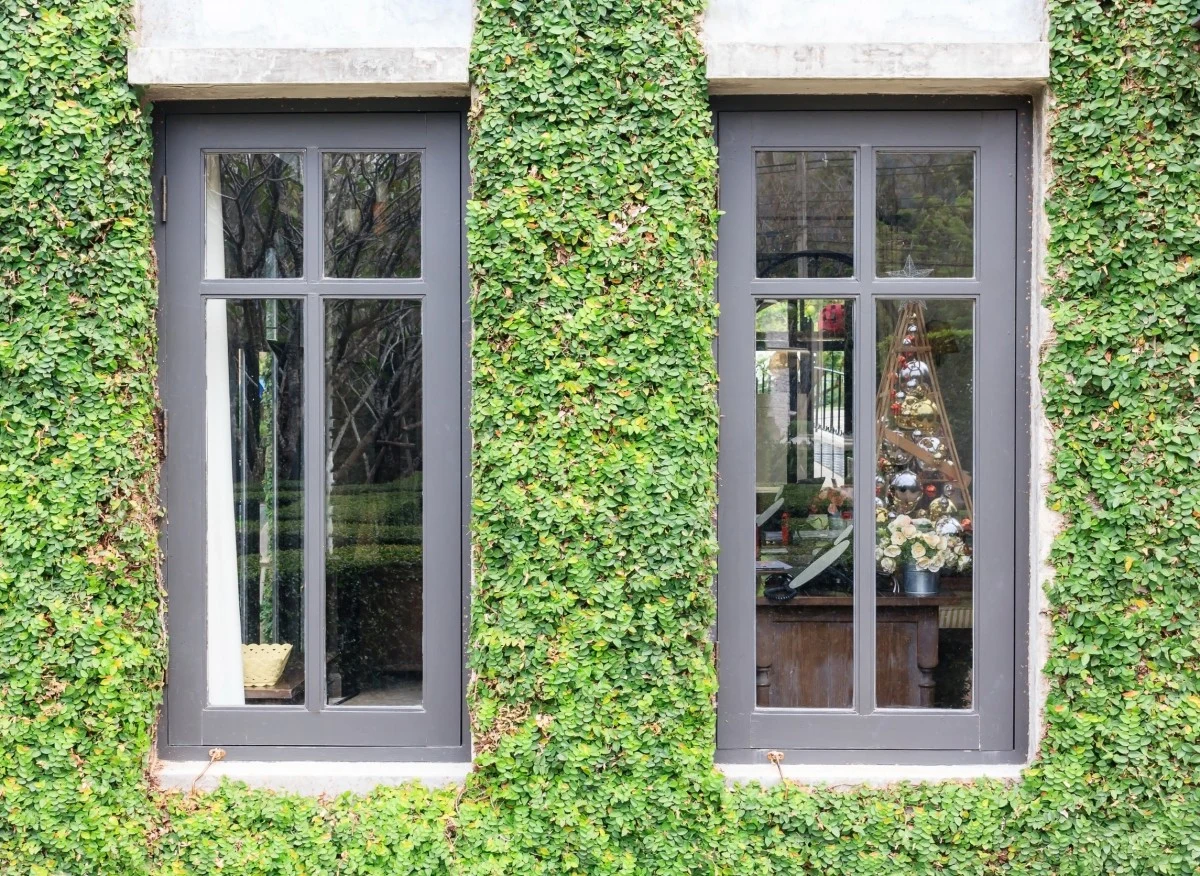 Rośliny na elewacji pomogą zmniejszyć rachunki za ogrzewanie domu