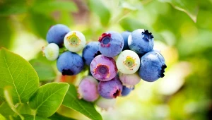 Borówka kwitnie w maju i czerwcu, natomiast owoce daje od lipca do września.