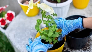 Kwiaty surfinii mają charakterystyczny kształt „trąbki” lub kielicha.