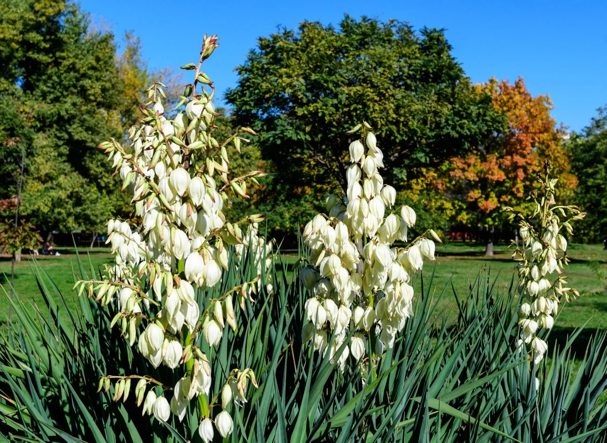 Juka ogrodowa to niezwykle popularna roślina, chętnie na tarasach, balkonach i rabatach