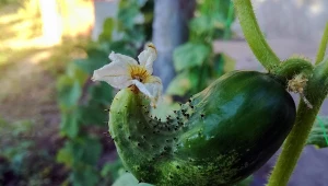 Czy można sprawić, aby ogórki zawsze rosły proste i równe?