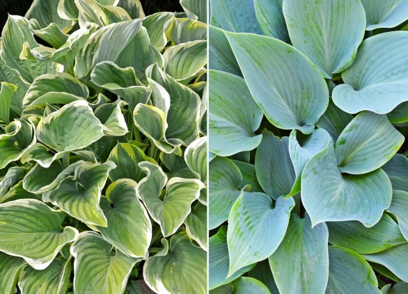 Hosty należą do roślin długowiecznych, które mogą ozdabiać otoczenie nawet przez kilkadziesiąt lat