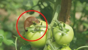 Dobrym rozwiązaniem jest stworzenie nasadzeń z roślin, które działają na ślimaki odstraszająco.