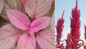 Amarantus nie będzie wymagał od ciebie zbyt wielu czynności pielęgnacyjnych.