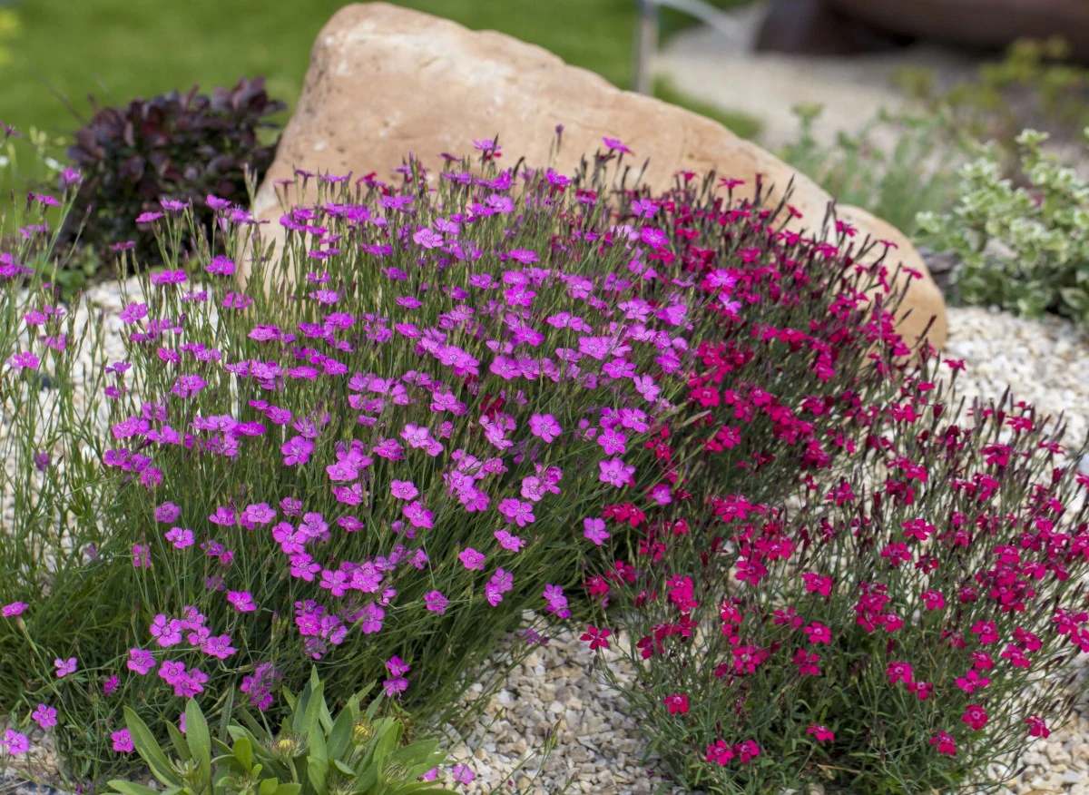 Cieniste zakątki w ogrodzie potrafią być niezwykle efektowne – urozmaicają jego krajobraz oraz nadają mu tajemniczy charakter