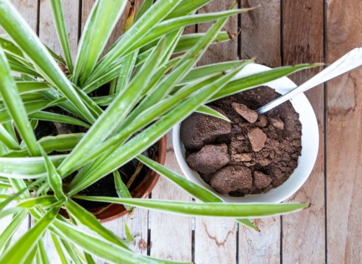 Z czego zrobić nawóz do kwiatów doniczkowych