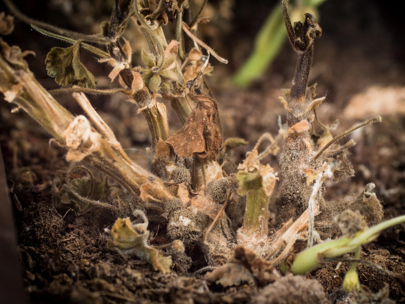 Szara pleśń potrafi doszczętnie zniszczyć roślinę