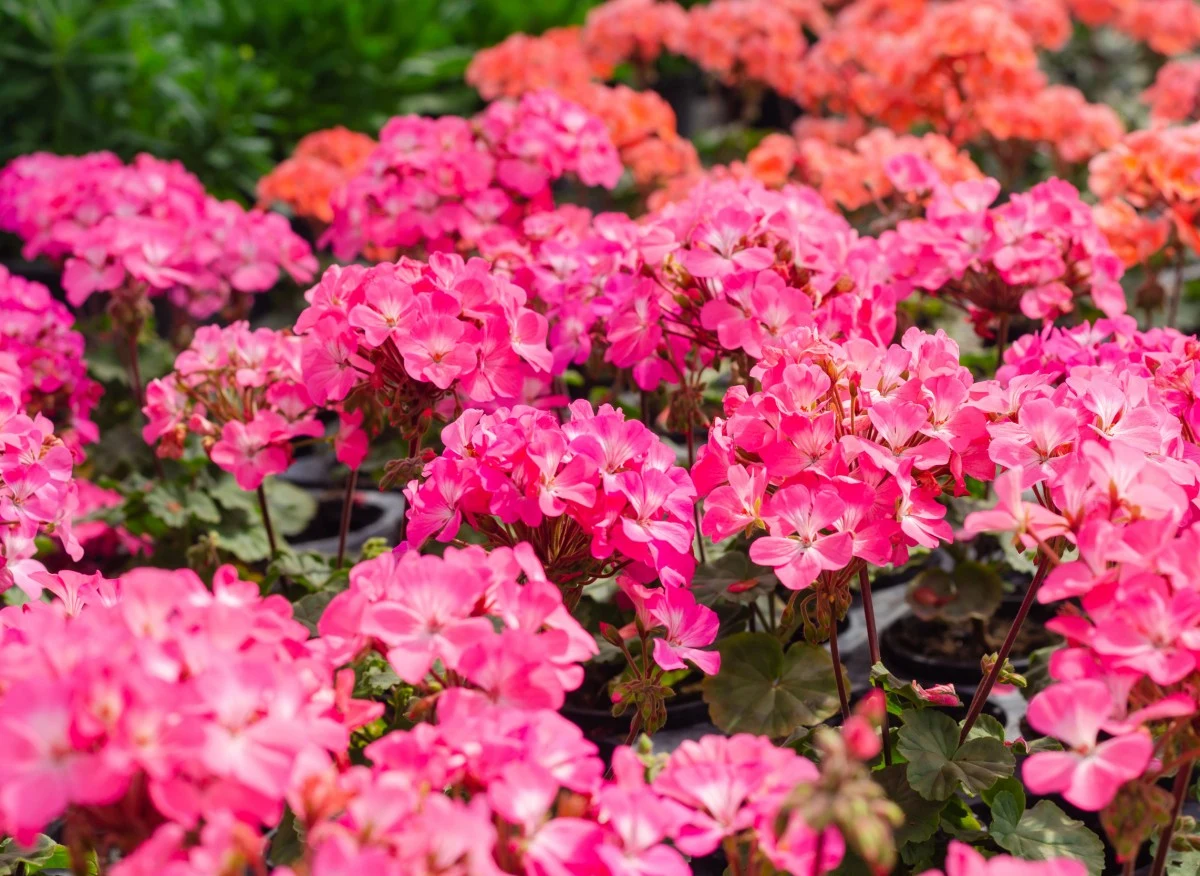 Odpowiednie podlewanie i nawożenie to podstawa pielęgnacji pelargonii