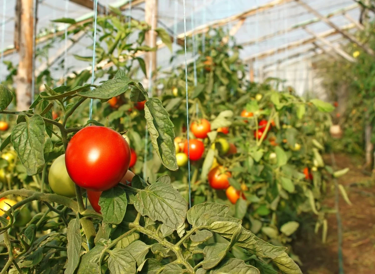 Podwiązywanie pomidorów zapewni im prawidłowy wzrost