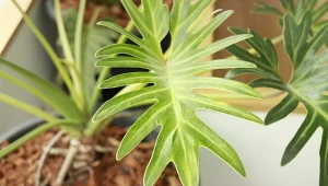 W warunkach domowych filodendrony pomagają za to oczyszczać powietrze wnętrz z formaldehydu, dwutlenku węgla oraz benzolu.