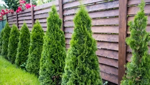Żywopłot z powodzeniem stworzysz przy wykorzystaniu odpowiedniej odmiany tui.