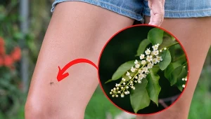 Komary uwielbiają zacienione ogrody. Całymi chmarami obsiadają krzewy i oczka wodne.