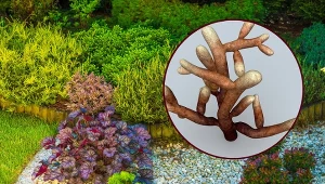 Istnieje kilka rodzajów mikoryzy.