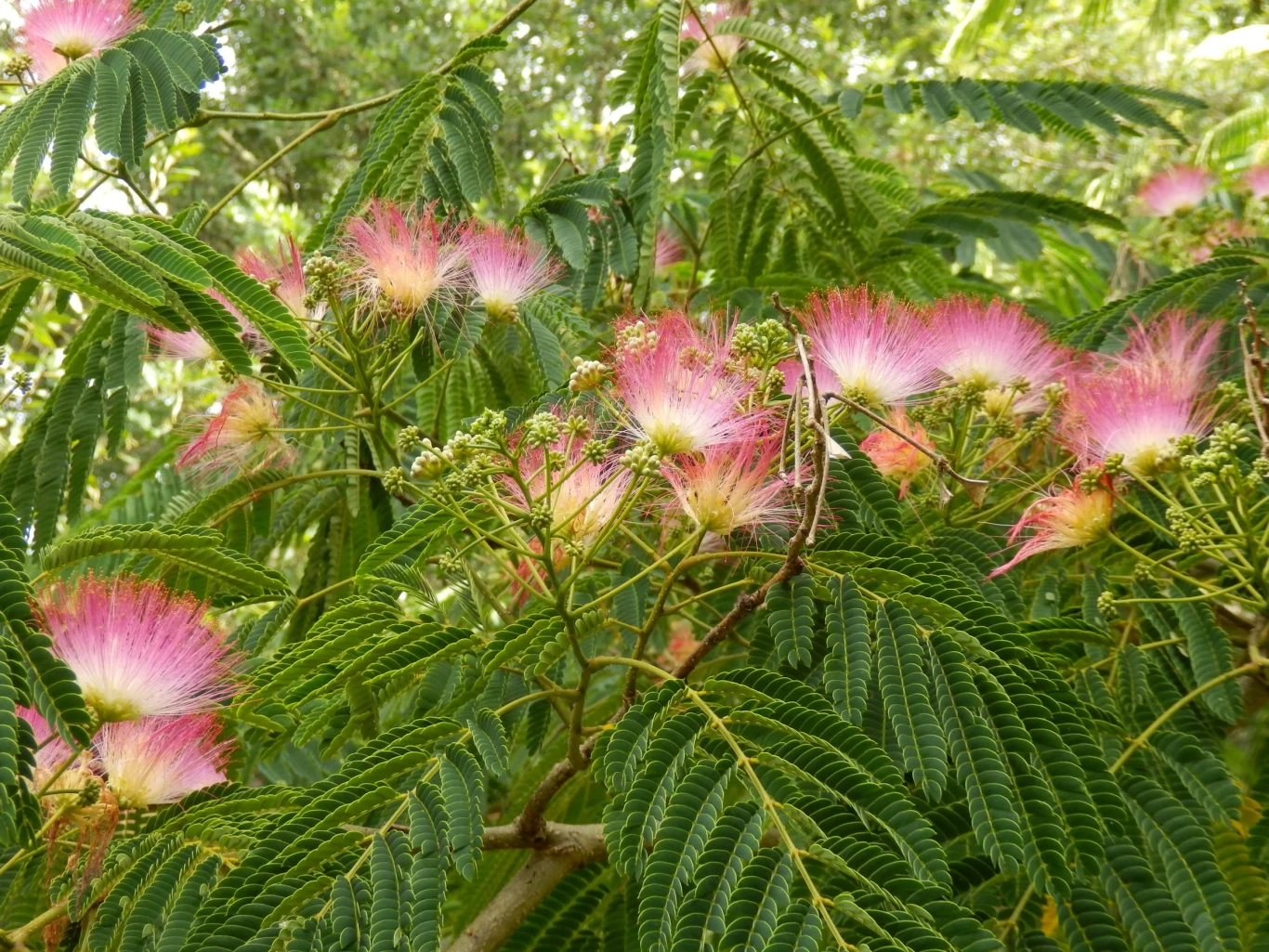 Kwiaty albicji jedwabistej zdecydowanie zasługują na uwagę