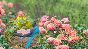 Nieodpowiednie czy złe podłoże dla krzewów różanych ma odczyn zasadowy lub kwaśny.