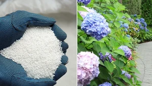 Nawóz azotowy to obecnie jeden z najpopularniejszych środków stosowanych podczas uprawy roślin.