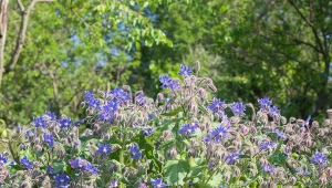 Spożywanie ogórecznika lekarskiego jest korzystne dla naszego zdrowia.