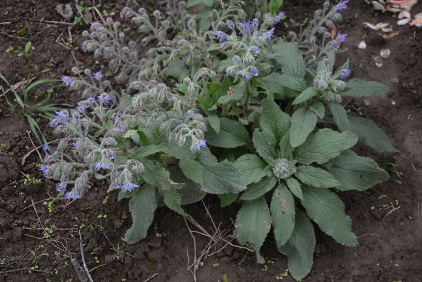 Gdy ogórecznik lekarski zaczyna kwitnąć, możesz przystąpić do jego zbioru