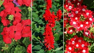 Czerwony to kolor, który dodaje energii.