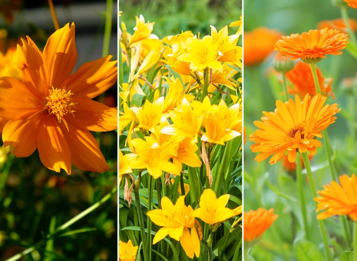 Poznaj ciekawe gatunki i odmiany w energetycznym, pomarańczowym odcieniu