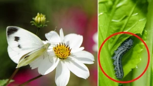 Oprysk z liści pomidora szybko poradzi sobie z tym groźnym szkodnikiem.