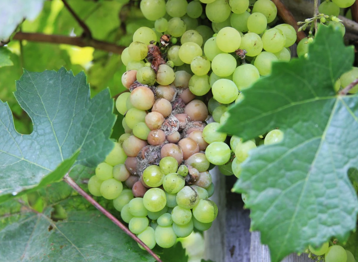 Szara pleśń to jedna z najczęstszych chorób grzybowych, które dotykają rośliny
