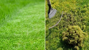 Mech w ogrodzie to poważny problem estetyczny, do którego należy podejść z rozwagą i opanowaniem.