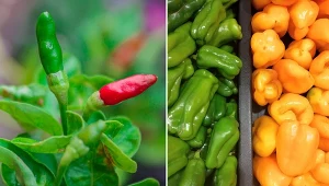 Ostre papryczki mają wiele zwolenników i stanowią doskonałe uzupełnienie wielu dań.