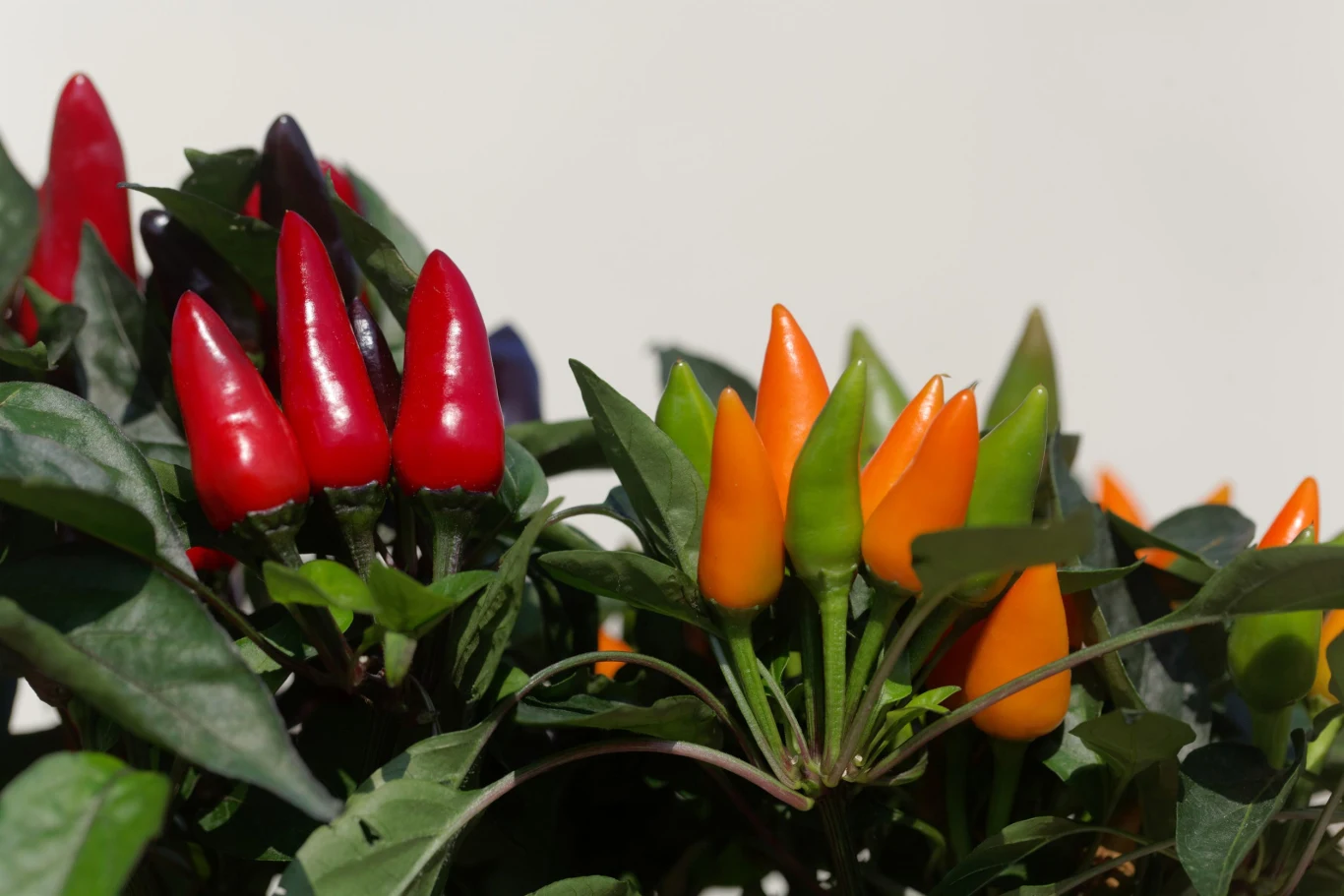 Papryka roczna kwitnie w okresie od czerwca do października