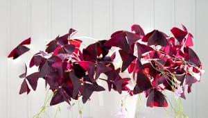 oceniana również za to, że nie sprawia problemów, jeśli chodzi o jej uprawę. Szczawik trójkątny to świetny wybór nie tylko do domu, ale też na balkon.