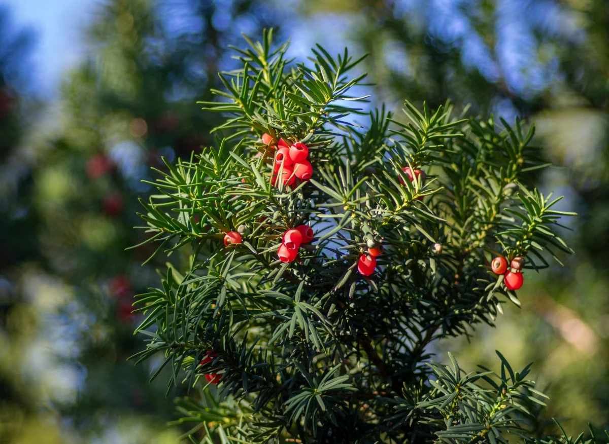 Cis pospolity to wspaniała roślina, która sprawi, że ogród nabierze eleganckiego charakteru