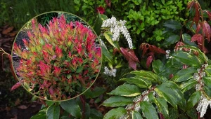 Kiścienie to doskonały wybór na wrzosowiska lub na rabaty.