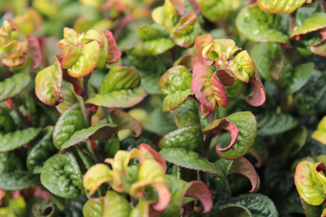 Kiścień axillaris, odmiana 'Curly Red' Fot