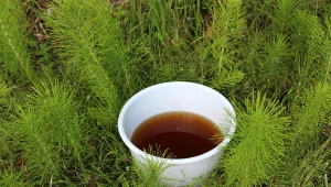 Skrzyp polny jest trujący dla zwierząt.