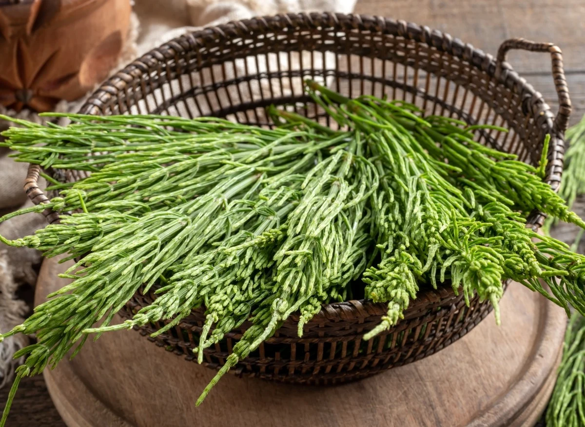 Skrzyp polny to roślina o charakterystycznych choinkowatych pędach, którą w naturze można spotkać w wielu rodzimych lasach