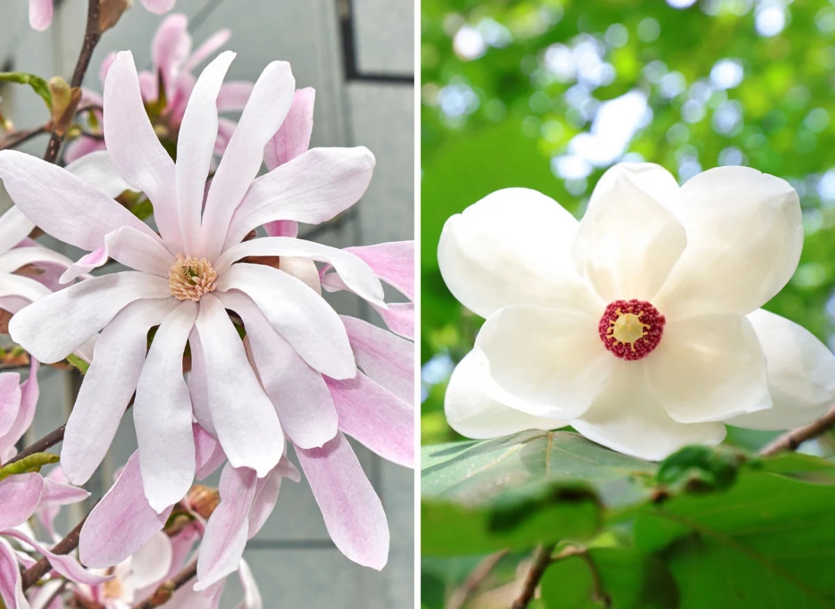 Poszczególne odmiany magnolii różnią się od siebie kształtem kwiatów