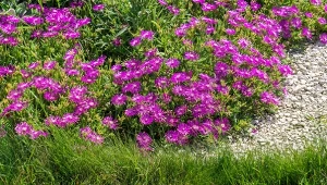 Do gatunku słonecznic zalicza się kilkadziesiąt różnych odmian.