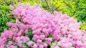 Ozdobą perukowca peruwiańskiego są puszyste i drobne kwiatostany.