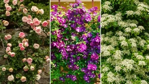 Rośliny pnące są bardzo dużą grupą roślin, z których każda będzie miała inne wymagania uprawowe.